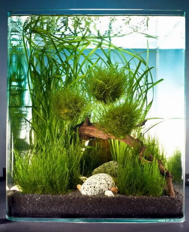 Biosphere Cube 30 Liter - Pflanzenlandschaft Für Einen 30 Liter Nano Cube 1 Biosphere Cube 30 Liter - Pflanzenlandschaft Für Einen 30 Liter Nano Cube