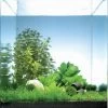 Pantanal Bay 30 Liter - Pflanzenlandschaft Für Einen 30 Liter Nano Cube