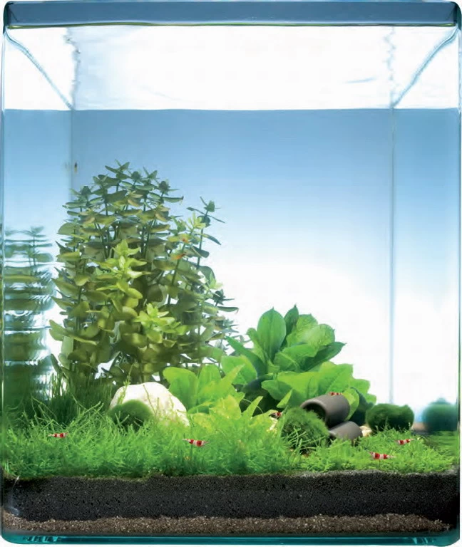 Pantanal Bay 10 Liter - Pflanzenlandschaft Für Einen 10 Liter Nano Cube 1 Pantanal Bay 10 Liter - Pflanzenlandschaft Für Einen 10 Liter Nano Cube