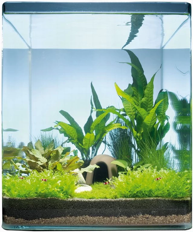 Java Paradise 20 Liter - Pflanzenlandschaft Für Einen 20 Liter Nano Cube 1 Java Paradise 20 Liter - Pflanzenlandschaft Für Einen 20 Liter Nano Cube