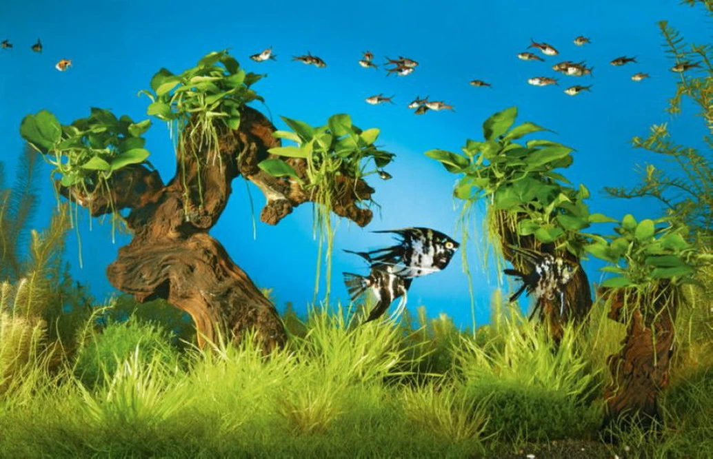 Mbuna-Wäldchen - Pflanzenlandschaft Für Ein 160-200 Liter Aquarium 1 Mbuna-Wäldchen - Pflanzenlandschaft Für Ein 160-200 Liter Aquarium