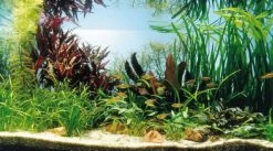 Kupfer Salmler - Pflanzenlandschaft Für Ein 160-200 Liter Aquarium