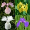 4 Töpfe Wasserschwert-Lilien - Iris In 4 Verschiedene Farben, Rosa, Blau, Weiß, Gelb