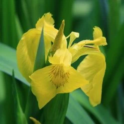 4 Töpfe Wasserschwert-Lilien - Iris In 4 Verschiedene Farben, Rosa, Blau, Weiß, Gelb -Qualitätsgeschäft Für Garten Und Outdoor SG004wf 1 4