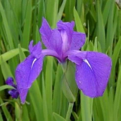 4 Töpfe Wasserschwert-Lilien - Iris In 4 Verschiedene Farben, Rosa, Blau, Weiß, Gelb -Qualitätsgeschäft Für Garten Und Outdoor SG004wf 1 6