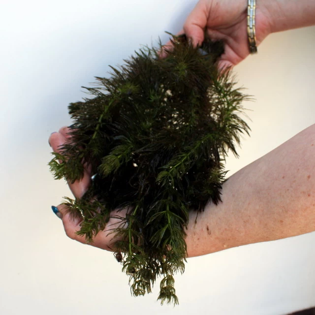 25 Unterwasserpflanzen Teich-Sortiment, Sauerstoffpflanzen-Set 2 25 Unterwasserpflanzen Teich-Sortiment, Sauerstoffpflanzen-Set – Bild 2