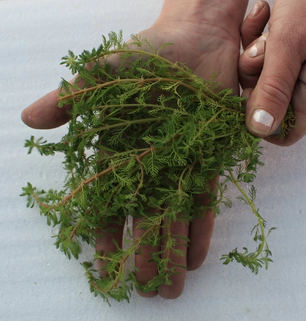 25 Unterwasserpflanzen Teich-Sortiment, Sauerstoffpflanzen-Set 3 25 Unterwasserpflanzen Teich-Sortiment, Sauerstoffpflanzen-Set – Bild 3