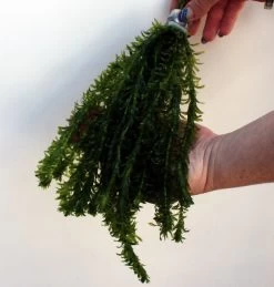 25 Unterwasserpflanzen Teich-Sortiment, Sauerstoffpflanzen-Set 8 25 Unterwasserpflanzen Teich-Sortiment, Sauerstoffpflanzen-Set -Qualitätsgeschäft Für Garten Und Outdoor SG025wf 1 6