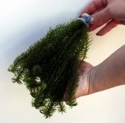 25 Unterwasserpflanzen Teich-Sortiment, Sauerstoffpflanzen-Set 9 25 Unterwasserpflanzen Teich-Sortiment, Sauerstoffpflanzen-Set -Qualitätsgeschäft Für Garten Und Outdoor SG025wf 1 7