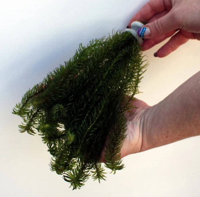 25 Unterwasserpflanzen Teich-Sortiment, Sauerstoffpflanzen-Set 5 25 Unterwasserpflanzen Teich-Sortiment, Sauerstoffpflanzen-Set – Bild 5