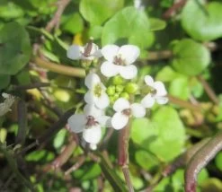 Brunnenkresse / Nasturtium Officinale Im 9x9 Cm Topf