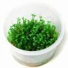 1-2-GROW! *NEU* Mini-Kleeblatt / Marsilea Minuta Von TROPICA *NEU*