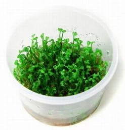 1-2-GROW! *NEU* Mini-Kleeblatt / Marsilea Minuta Von TROPICA *NEU*