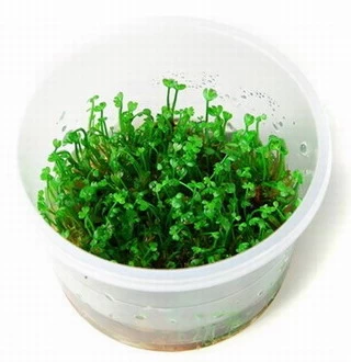 1-2-GROW! *NEU* Mini-Kleeblatt / Marsilea Minuta Von TROPICA *NEU* 1 1-2-GROW! *NEU* Mini-Kleeblatt / Marsilea Minuta Von TROPICA *NEU*