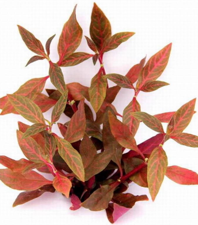 NEU! Kleines Rosanerviges Papageienblatt / Alternanthera 'Rosanervig' - A. Reineckii ´Red Ruby´ 1 NEU! Kleines Rosanerviges Papageienblatt / Alternanthera 'Rosanervig' - A. Reineckii ´Red Ruby´