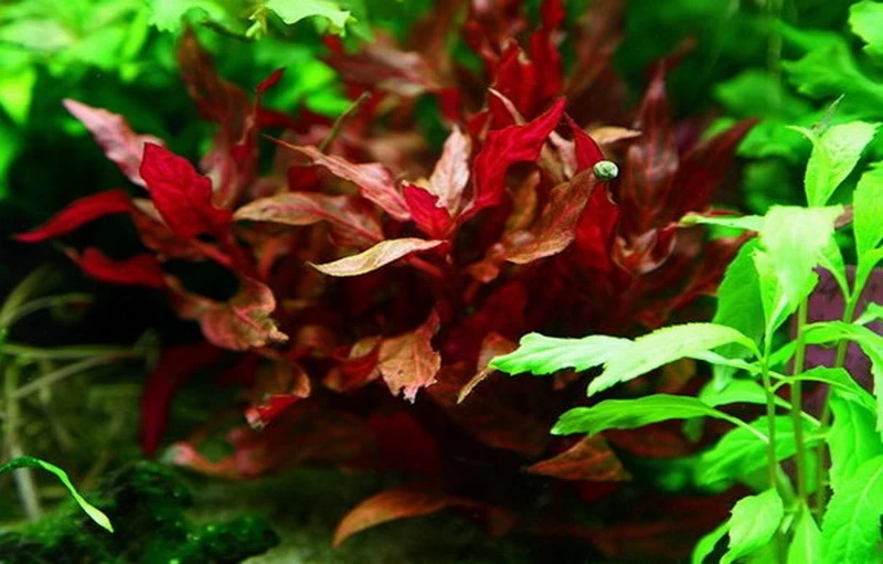 NEU! Kleines Rosanerviges Papageienblatt / Alternanthera 'Rosanervig' - A. Reineckii ´Red Ruby´ 2 NEU! Kleines Rosanerviges Papageienblatt / Alternanthera 'Rosanervig' - A. Reineckii ´Red Ruby´ – Bild 2