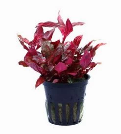NEU! Kleines Rosanerviges Papageienblatt / Alternanthera 'Rosanervig' - A. Reineckii ´Red Ruby´ 5 NEU! Kleines Rosanerviges Papageienblatt / Alternanthera 'Rosanervig' - A. Reineckii ´Red Ruby´ -Qualitätsgeschäft Für Garten Und Outdoor T023D T 1 4