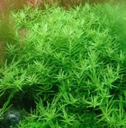 Große Grüne Rotala / Rotala Species 'Green'