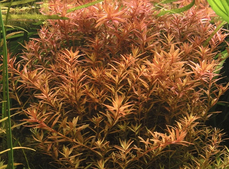 1-2 GROW! Kleine Rotala / Rotala Indica - Rotundifolia Von TROPICA 1 1-2 GROW! Kleine Rotala / Rotala Indica - Rotundifolia Von TROPICA