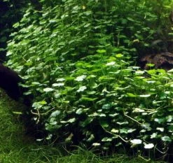 Kleinblättriger Wassernabel / Hydrocotyle Sibthorpioides - Maritima