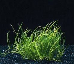 Mauritius-Graspflanze / Lilaeopsis Mauritiana Im Topf