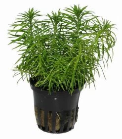 Indische Sternpflanze / Pogostemon Erectus - NEUHEIT *Rarität*