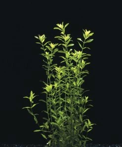 Zierliches Perlenkraut / Micranthemum - Hemianthus Micranthemoides Im Topf