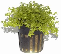 Zierliches Perlenkraut / Micranthemum - Hemianthus Micranthemoides Im Topf -Qualitätsgeschäft Für Garten Und Outdoor T063PP 1 4