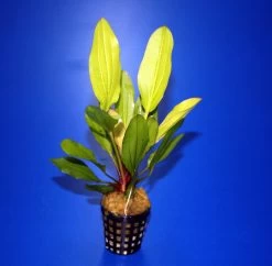 Horemanis Schwertpflanze Grün / Echinodorus Horemanii Grün TOP-Rarität