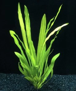 Uruguay-Schwertpflanze / Echinodorus Uruguayensis