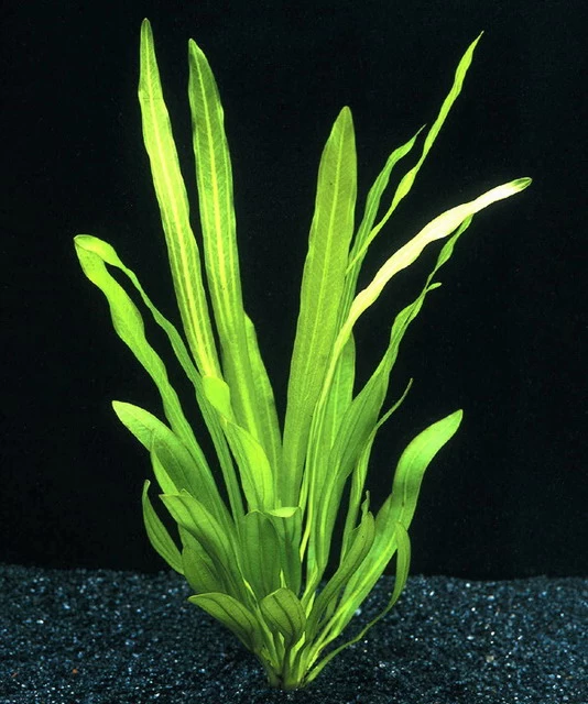 Uruguay-Schwertpflanze / Echinodorus Uruguayensis 1 Uruguay-Schwertpflanze / Echinodorus Uruguayensis