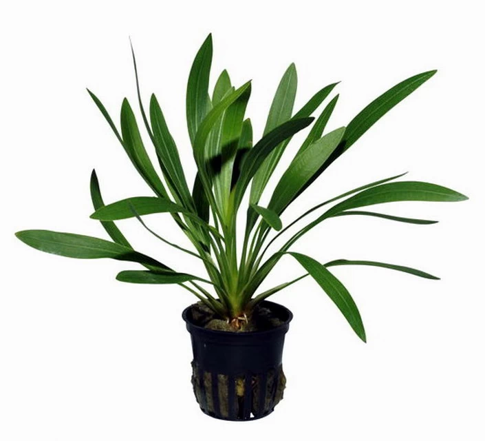 Uruguay-Schwertpflanze / Echinodorus Uruguayensis 2 Uruguay-Schwertpflanze / Echinodorus Uruguayensis – Bild 2