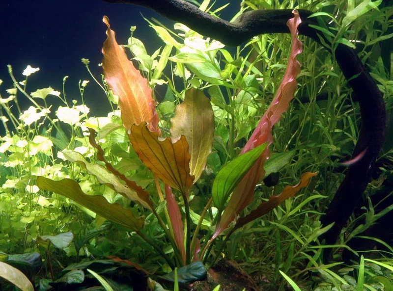 Rosa Schwertpflanze / Echinodorus 'Rose' 1 Rosa Schwertpflanze / Echinodorus 'Rose'