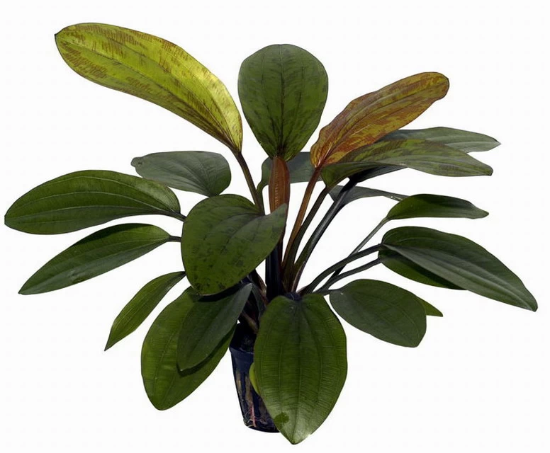 Rosa Schwertpflanze / Echinodorus 'Rose' 2 Rosa Schwertpflanze / Echinodorus 'Rose' – Bild 2