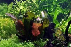 Kleine Rote Schwertpflanze / Echinodorus Reni