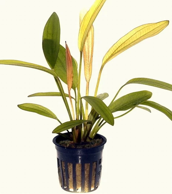 Kleine Rubinrote Schwertpflanze / Echinodorus 'Red Diamond' 2 Kleine Rubinrote Schwertpflanze / Echinodorus 'Red Diamond' – Bild 2