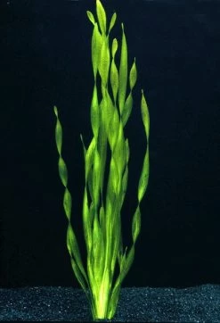 Große Wasserschraube / Vallisneria Americana - Asiatica Im Topf