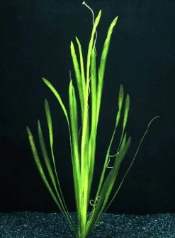 Glattblättrige Wasserschraube / Vallisneria Spiralis Im Topf
