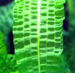 Große Genoppte Wasserähre / Aponogeton Boivinianus -Qualitätsgeschäft Für Garten Und Outdoor T088 T 1 3