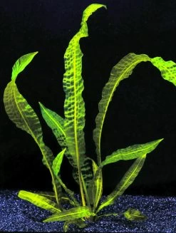 Große Genoppte Wasserähre / Aponogeton Boivinianus -Qualitätsgeschäft Für Garten Und Outdoor T088 T 1 4