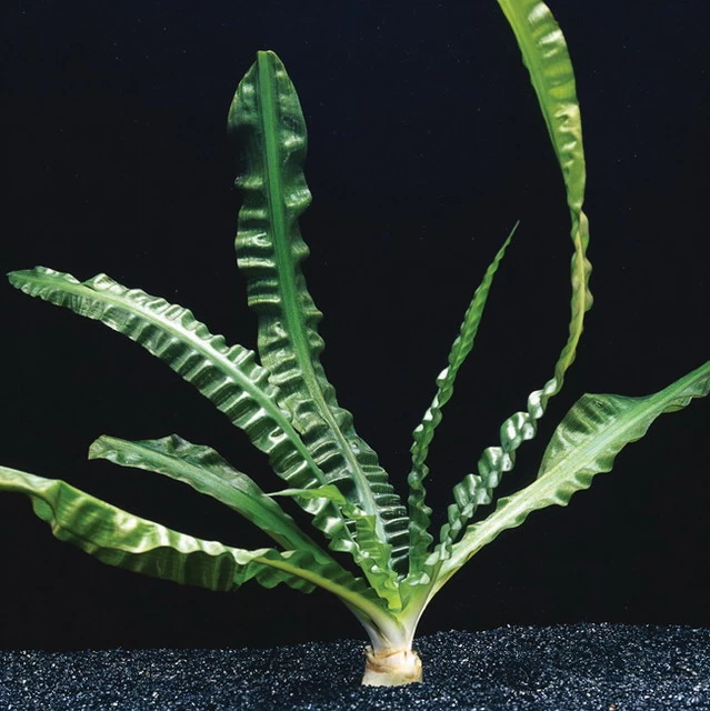 Flutende Hakenlilie / Crinum Natans (Crinum Aquatica) 1 Flutende Hakenlilie / Crinum Natans (Crinum Aquatica)