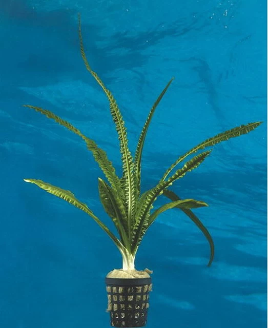 Flutende Hakenlilie / Crinum Natans (Crinum Aquatica) 2 Flutende Hakenlilie / Crinum Natans (Crinum Aquatica) – Bild 2