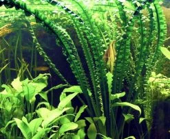 Flutende Hakenlilie / Crinum Natans (Crinum Aquatica) 5 Flutende Hakenlilie / Crinum Natans (Crinum Aquatica) -Qualitätsgeschäft Für Garten Und Outdoor T094T 1 3