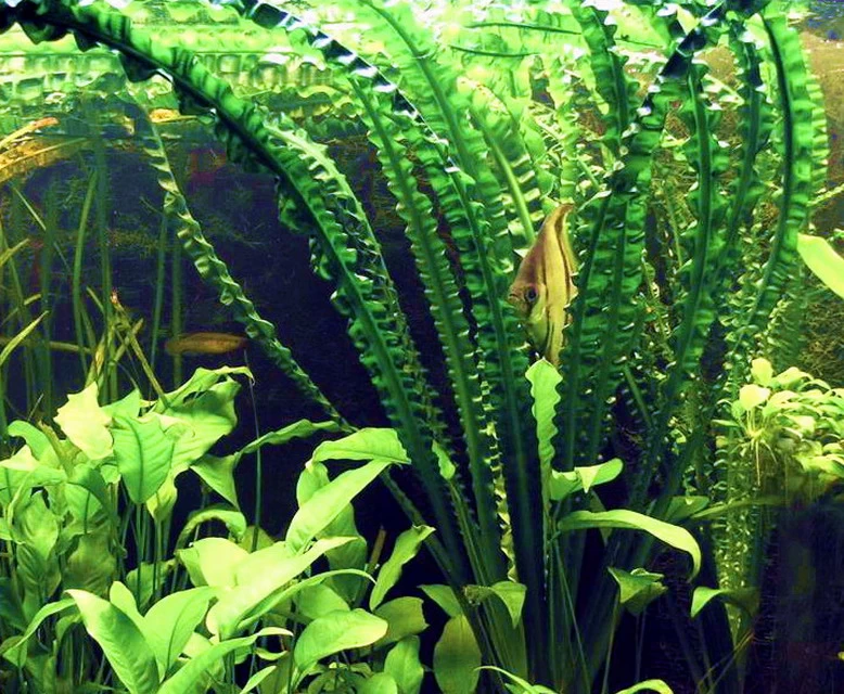 Flutende Hakenlilie / Crinum Natans (Crinum Aquatica) 3 Flutende Hakenlilie / Crinum Natans (Crinum Aquatica) – Bild 3