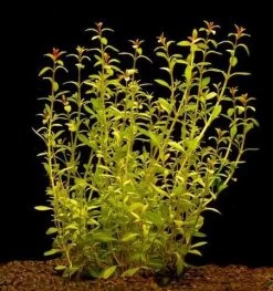 In-Vitro Schmalblättrige Ludwigie / Ludwigia Arcuata