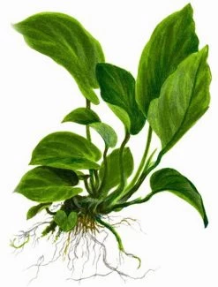 MUTTERPFLANZE Anubias Barteri Var. Caladiifolia "1705" / Breitblättriges, Langstieliges Speerblatt -Qualitätsgeschäft Für Garten Und Outdoor T101U 20XL T 1 3