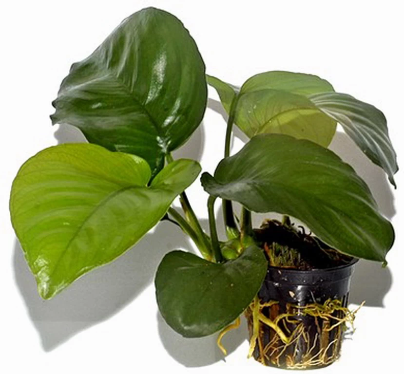 Anubias Barteri Var. Caladiifolia "1705" / Breitblättriges, Langstieliges Speerblatt 1 Anubias Barteri Var. Caladiifolia "1705" / Breitblättriges, Langstieliges Speerblatt