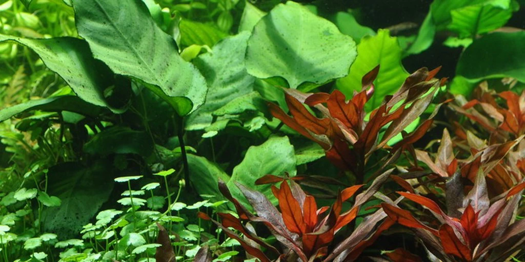 Anubias Barteri Var. Caladiifolia "1705" / Breitblättriges, Langstieliges Speerblatt 2 Anubias Barteri Var. Caladiifolia "1705" / Breitblättriges, Langstieliges Speerblatt – Bild 2