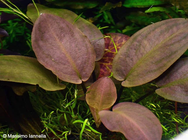 Meebolds Lagenandra / Lagenandra Meeboldii "Red" TOP-Rarität 1 Meebolds Lagenandra / Lagenandra Meeboldii "Red" TOP-Rarität