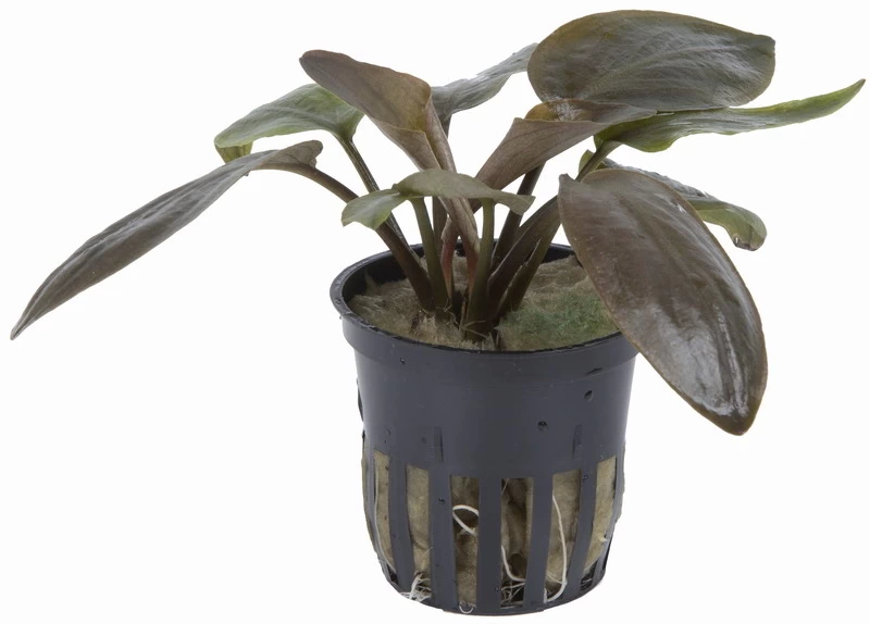 Meebolds Lagenandra / Lagenandra Meeboldii "Red" TOP-Rarität 2 Meebolds Lagenandra / Lagenandra Meeboldii "Red" TOP-Rarität – Bild 2